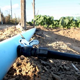Produtores do perímetro irrigado de Lagarto registram melhorias após investimento do Governo do Estado