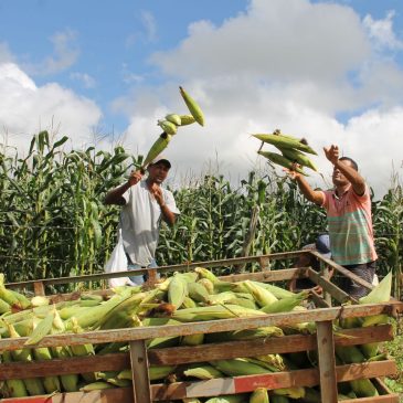 Milho verde irrigado pela Cohidro vai colher mais de 4 milhões de espigas em junho