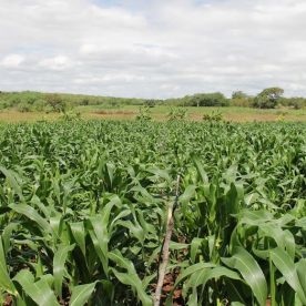 IBGE prevê 770 mil toneladas de milho em Sergipe