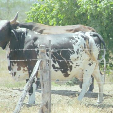Irrigantes da Cohidro em Tobias Barreto reduzem custo do leite