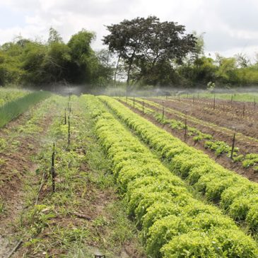 Agricultura orgânica cresce entre irrigantes pela Cohidro em Malhador e Riachuelo