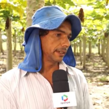 Aumenta produção de mamão havaí no Perímetro Piauí Sergipe Rural