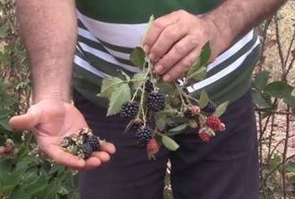 Preparo de mudas de uva e plantação de amoras no Sergipe Rural