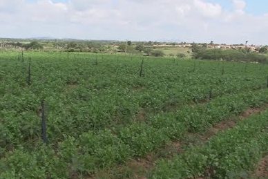 [vídeo] Plantio do coentro do Jacarecica I foi destaque no Sergipe Rural