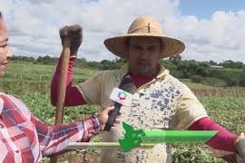 [vídeo] Comercialização da batata-doce no perímetro Jacarecica I é destaque no Sergipe Rural