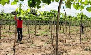 [vídeo] Cultivos e Criações destaca a chegada da uva em Lagarto