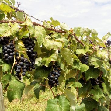 [vídeo] Estação Agrícola destaca produção de uva e pera em perímetro da Cohidro em Canindé