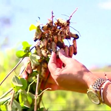 [vídeo] Dias mais quentes animam produtores de amendoim em Lagarto