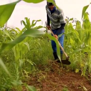 [vídeo] AGRO SE – Cohidro contribui com a produção de milho verde em Lagarto
