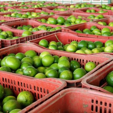 [vídeo] Sergipe Rural mostra produção de limão para exportação no Platô de Neópolis
