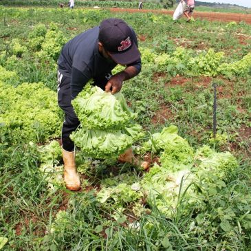 Alto Sertão produz toneladas de hortaliças irrigadas para Sergipe e estados vizinhos