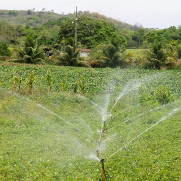 [vídeo] Agro-SE mostra que produção irrigada cresceu 60% em 2021