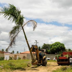 Irrigação pública dá suporte a viveiros de mudas e plantas ornamentais em Lagarto