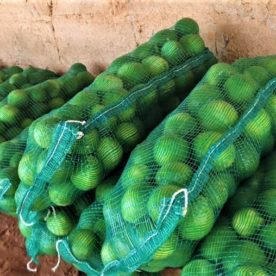Alto Sertão começa a produzir limão taiti com o suporte da irrigação pública estadual