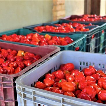 [Vídeo] Cresce produção de tomate e bom preço incentiva novas lavouras irrigadas em Lagarto