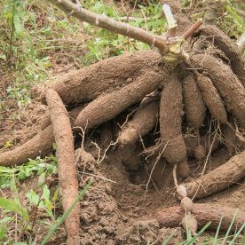 [Vídeo] Sergipe Rural mostra método de produzir macaxeira macia, em pleno sertão, via irrigação